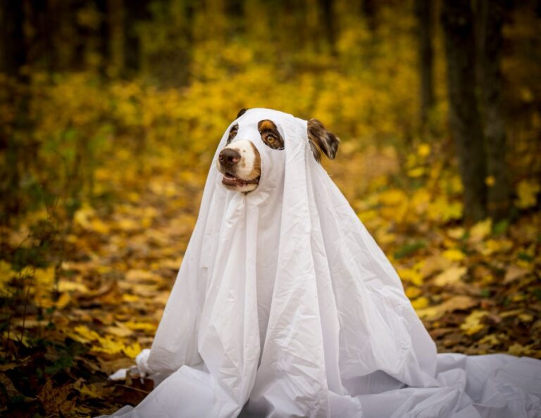 Halloween Dog Parade